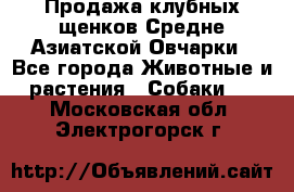 Продажа клубных щенков Средне Азиатской Овчарки - Все города Животные и растения » Собаки   . Московская обл.,Электрогорск г.